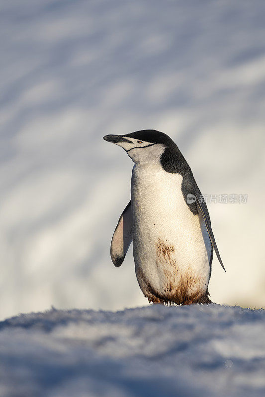 在阳光下走在雪坡上的帽带企鹅(Pygoscelis Antarctica) -南极洲